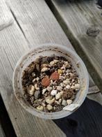 Levende steentjes 010 - Lithops hookeri vermiculite 2 stuks, Ophalen, Vetplant, In pot, Minder dan 100 cm