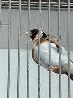 De prachtige Parva-putter zingt betoverend mooi.”, Dieren en Toebehoren, Vogels | Kanaries, Mannelijk, Bastaard