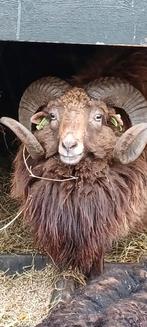 Prachtige Quessant ram, Dieren en Toebehoren, Schapen, Geiten en Varkens, Mannelijk, Schaap