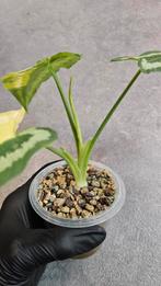 Schismatoglottis Wallichii Variegata, Ophalen of Verzenden, Halfschaduw, Minder dan 100 cm