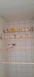 Te koop div kanaries, Dieren en Toebehoren, Vogels | Kanaries, Meerdere dieren, Kleurkanarie