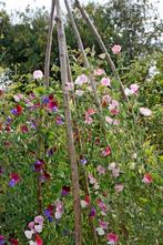 Lathyrus-planten in een P9 pot., Ophalen, Volle zon, Vaste plant, Klimplanten