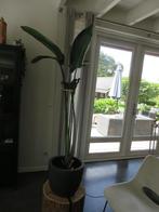 grote kamer plant, Ophalen, Overige soorten, Halfschaduw, In pot