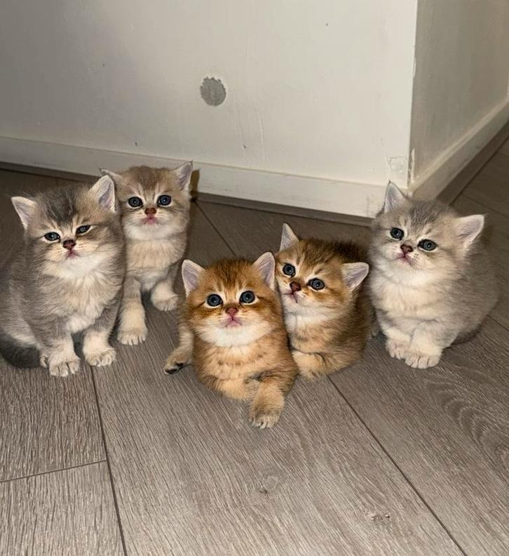 Britse Korthaar Kittens – Golden Shaded & Silver Shaded, Dieren en Toebehoren, Katten en Kittens | Dekkaters, 0 tot 2 jaar