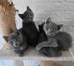 Blauwe rus kittens, Dieren en Toebehoren, Katten en Kittens | Raskatten | Korthaar, Meerdere dieren, Ingeënt, 0 tot 2 jaar