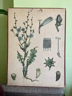 Schoolplaat, Antiek en Kunst, Antiek | Schoolplaten, Ophalen of Verzenden, Natuur en Biologie