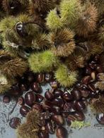 eetbaar kastanjes 6 euro per kilo, Tuin en Terras, Ophalen of Verzenden