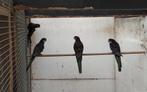 rosella's. Barraband.strogeel, Dieren en Toebehoren, Meerdere dieren, Parkiet, Geringd