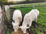 2 super dikbil vaarsjes, Dieren en Toebehoren, Runderen, Vrouwelijk