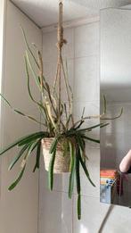 Cactus Drakenvrucht zonder hangpot, Ophalen, Halfschaduw, Cactus, Minder dan 100 cm
