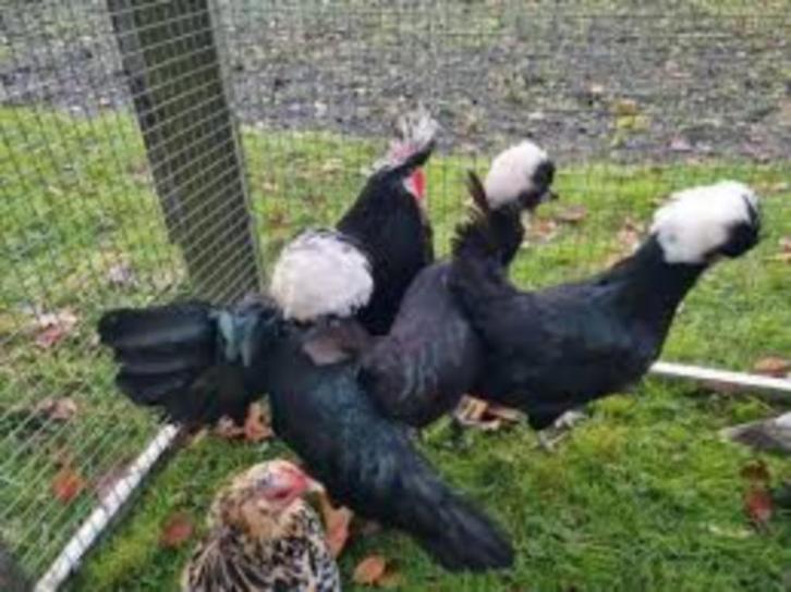 Hollandse Kuifhoentjes..., Dieren en Toebehoren, Pluimvee, Kip, Vrouwelijk