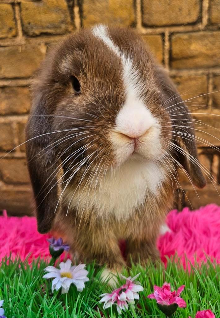 Lieve minilop dame, Dieren en Toebehoren, Konijnen, Dwerg, Vrouwelijk, Hangoor