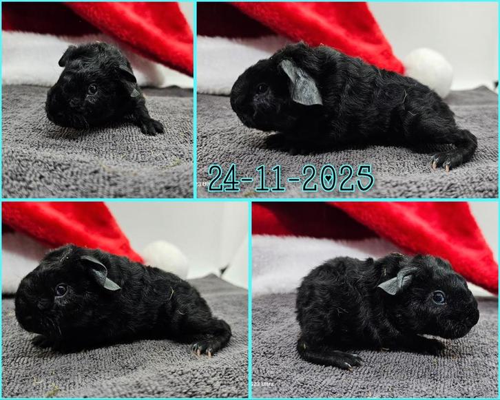 Skinnydrager beertje, Dieren en Toebehoren, Knaagdieren, Mannelijk, Cavia, November, Tam