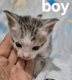 2 kleine kittens ter adoptie, Meerdere dieren, Kortharig, 0 tot 2 jaar