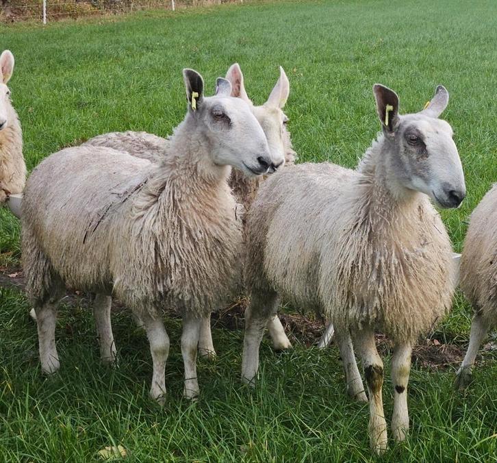 Bluefaced Leicester ooilammeren., Dieren en Toebehoren, Schapen, Geiten en Varkens, Schaap, Vrouwelijk