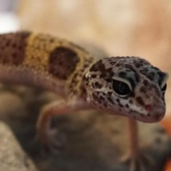 Eublepharis macularius