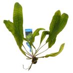 Aponogeton Boivinianus | Aquariumplanten | Almelo, Nieuw, Plant(en), Steen of Hout, Ophalen of Verzenden