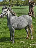 Welsh B sport pony, Dieren en Toebehoren, Pony's, Gechipt, B pony (1.17m tot 1.27m), Merrie, Niet van toepassing