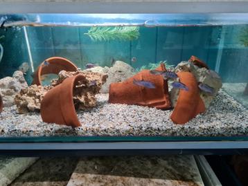 Pseudotropheus Demasoni Malawi Cichliden beschikbaar voor biedingen