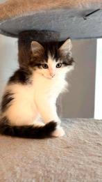 Halve maine coon kittens te koop, Dieren en Toebehoren, Katten en Kittens | Overige Katten, Kater, Langharig, 0 tot 2 jaar
