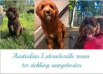 Australian Labradoodle rode en 2 bruine dekreuen met afstamm, Dieren en Toebehoren, Reu, CDV (hondenziekte), 1 tot 2 jaar, Meerdere