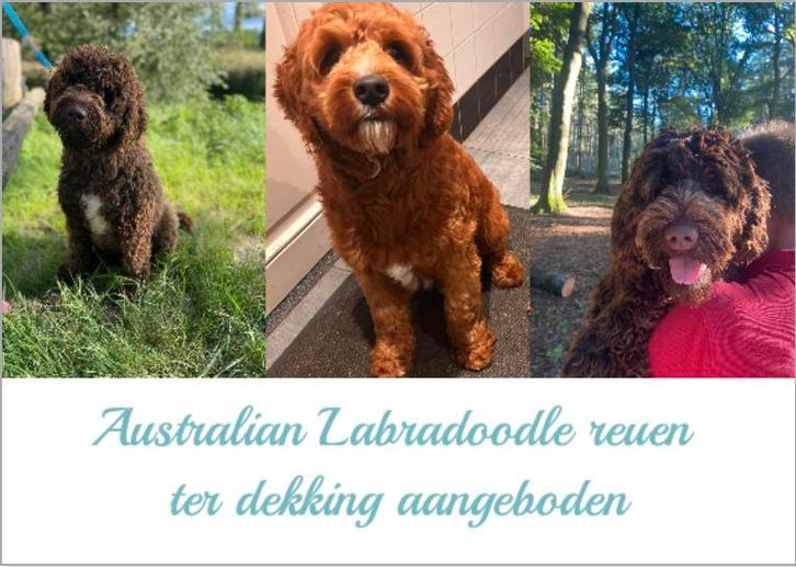 Australian Labradoodle rode en 2 bruine dekreuen met afstamm, Dieren en Toebehoren, Honden | Dekreuen, Reu, Fokker | Hobbymatig