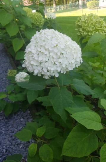 Diverse soorten hortensia’s / Hydrangea,s  beschikbaar voor biedingen