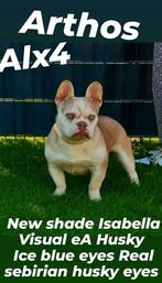 Franse bulldog visual eA Husky ice blue eyes dekreu, Dieren en Toebehoren, 15 weken tot 1 jaar, Reu, Bulldog, Eén hond