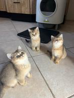 Britse Korthaar Golden Kittens ( 3 katertjes beschikbaar), Dieren en Toebehoren, Katten en Kittens | Overige Katten, Meerdere dieren
