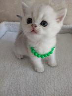 Britse kitten zilveren chinchilla, Dieren en Toebehoren, Katten en Kittens | Raskatten | Korthaar, Kater, Gechipt, 0 tot 2 jaar