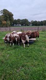 Mooie luxe bonte dekrammen, Dieren en Toebehoren, Schapen, Geiten en Varkens, Mannelijk, Schaap, 0 tot 2 jaar