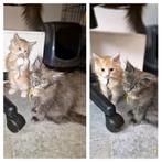 Nog 1 mooie 100% Maine Coon kittens | Mogen nu al verhuizen, Dieren en Toebehoren, Meerdere dieren, Ontwormd, 0 tot 2 jaar