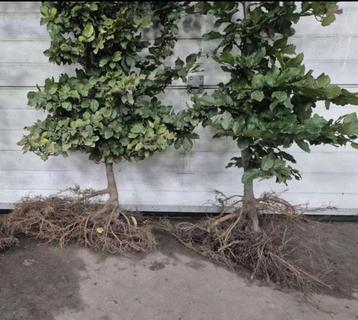 Fagus sylvatica met wortel - Groene beukenhaag beschikbaar voor biedingen