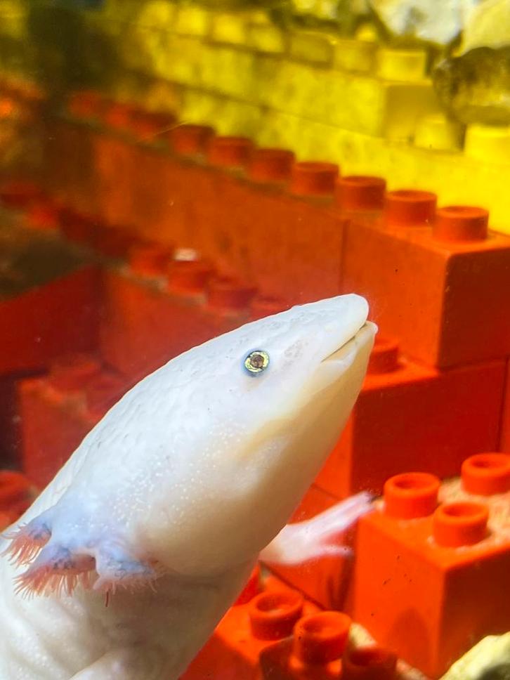 Axolotls koppel te koop, Dieren en Toebehoren, Vissen | Aquariumvissen, Zoetwatervis, Vis