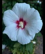 Hibiscus , witte bloem , volwassen struik ca 230 cm hoog, Tuin en Terras, Planten | Struiken en Hagen, Ophalen, Overige soorten