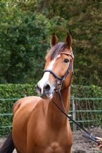 6 jarige springgefokte ruin, Dieren en Toebehoren, Springpaard, B, Gechipt, Ruin