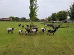 Bonte lammeren zwoegervrij en ARR/ARR, Dieren en Toebehoren, Schapen, Geiten en Varkens, Meerdere dieren, Schaap