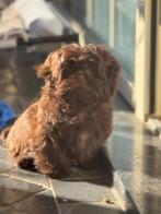 Shih Tzu pups, Dieren en Toebehoren, België, Rabiës (hondsdolheid), Overige rassen, 8 tot 15 weken