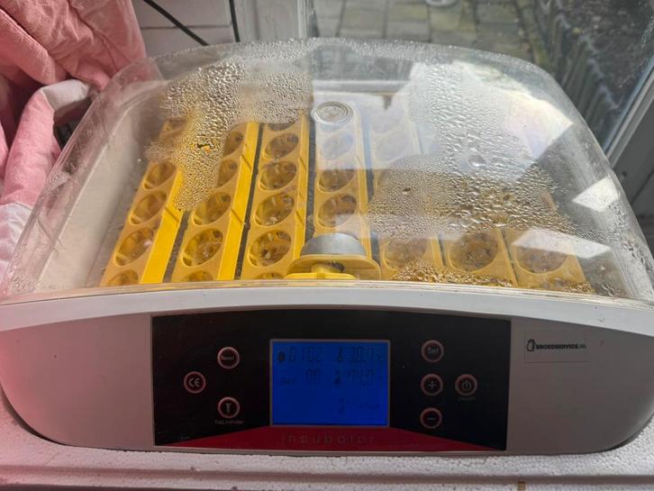 Broedmachine - 42 eieren, zeer nette uitkomst., Dieren en Toebehoren, Pluimvee | Toebehoren, Zo goed als nieuw, Kippenhok of Kippenren