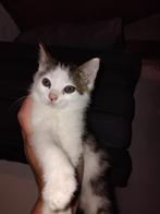 mooi lief vrouwtje de laatste uit het nestje, Dieren en Toebehoren, Meerdere dieren, Kortharig, 0 tot 2 jaar