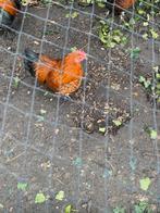 2 jonge hanen gratis, Mannelijk, Kip