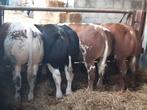 13 beste, jonge dikbilstieren te koop, Dieren en Toebehoren, Runderen, Mannelijk, 0 tot 2 jaar