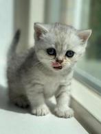 Britse korthaar kitten, Meerdere dieren, Kortharig, 0 tot 2 jaar