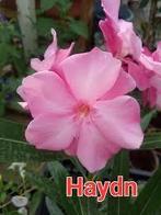 Nerium oleander Haydn meervoudige bloemen, Ophalen of Verzenden, Zomer, Volle zon