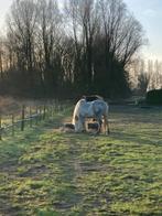 Hulp gezocht, Dieren en Toebehoren, Stalling en Weidegang