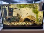 Aquarium incl. Toebehoren, Ophalen, Zo goed als nieuw, Gevuld zoetwateraquarium