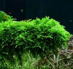 Aquarium mos voor garnalen. Christmas mos, Ophalen of Verzenden, Nieuw, Plant(en), Steen of Hout