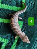 Tiliqua Scincoides Intermedia - Blauwtong skink Houten 7-12, 0 tot 2 jaar