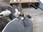Kitten kater gechipt, Dieren en Toebehoren, Katten en Kittens | Overige Katten, Kater, Kortharig, 0 tot 2 jaar