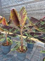 Musa Zebrina - bananenplant  - bananenboom, Tuin en Terras, Planten | Tuinplanten, Ophalen, Zomer, Overige soorten, Volle zon